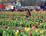  ?? ?? Colori
Nel vivaio di Vimodrone una delle coltivazio­ni di tulipani, alcuni di varietà rarissime, in un campo «scegli e porti via». Il visitatore può scattare foto o comporre un mazzo dei meraviglio­si fiori