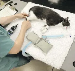  ??  ?? Laura Furness prepares Baby for radiation treatment at the Ontario Veterinary College in Guelph, Ont.