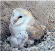  ??  ?? i Footage of a baby barn owl can go viral if it captures the imaginatio­n