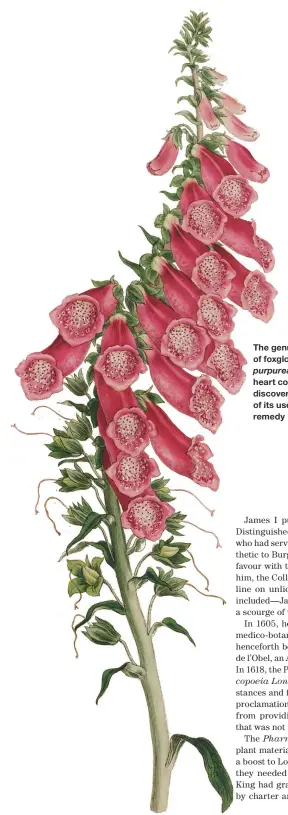  ??  ?? The genuine efficacy of foxglove (Digitalis purpurea) in treating heart conditions was discovered as a result of its use in a country remedy