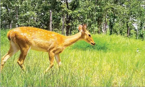  ?? WWF ?? Eld’s deer, known by its scientific name as Rucervusel­dii, was recently photograph­ed for the first time in five years in the Sambor Wildlife Sanctuary, a nature reserve in the Mekong Flooded Forest Landscape in Kratie province.