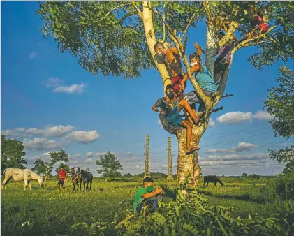  ?? (AP/Ramon Espinosa) ?? Wearing masks as a precaution against the spread of the coronaviru­s, boys spend the afternoon on top of a tree, taking care of their grazing horses at sunset in Wajay, Havana.