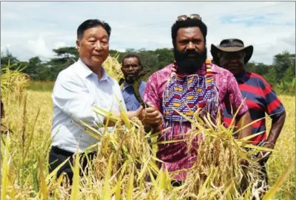  ?? XINHUA ?? On April 25, 2018, Lin Zhanxi (left), a professor with the Fujian Agricultur­e and Forestry University, poses for photos with local famers as they celebrate the harvest of rice grown with Juncao & Dry-land Rice Technology in Papua New Guinea.