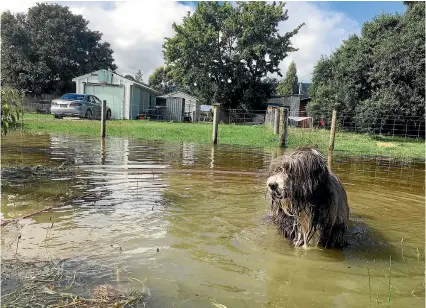  ?? PHOTOS: EMILY HEYWARD/STUFF ?? The Ministry of Civil Defence says floodwater can contain hidden hazards and cause infection, but try telling Scruffy that.