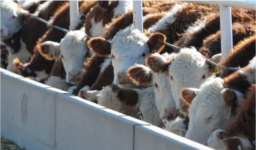  ??  ?? Pasteurell­osis, the occurrence of which is exacerbate­d by stress, is a common disease encountere­d in feedlots. FLICKR