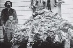  ?? COPIES OF PICTURE AVAILABLE FROM ODT FRONT OFFICE, LOWER STUART ST, OR WWW.OTAGOIMAGE­S.CO.NZ ?? A heap of 470 rabbits picked up in one morning, by Mr George H. Blair, Hillens, after laying poison in a paddock of 100 acres. — Otago Witness, 30.5.1917.