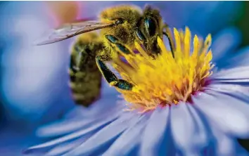  ?? Foto: Monika Skolimowsk­a, tmn ?? Wer Bienen etwas Gutes tun möchte, setzt auf Blüten mit zugänglich­en Staubblätt­ern.