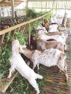  ??  ?? Fig. 1. Confined goats stall-fed with forages during the wet season.