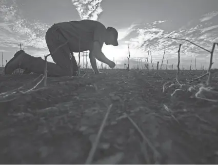  ?? ERIC GAY/AP ?? Farmer Barry Evans examines soil originally intended for cotton now used to grow wheat Oct. 3 in Kress, Texas. Evans, like many other cotton growers, has walked away from more than 2,000 acres of his bone-dry fields.