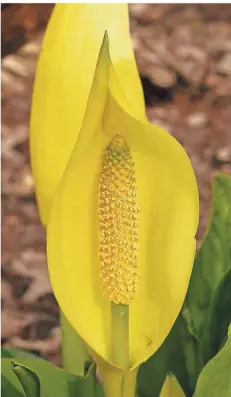  ?? FOTOS: KREIS METTMANN ?? Die gelbe Schein-Calla (Lysichiton Americanum) ist beliebt in Ziergärten, aber in freier Natur unerwünsch­t.