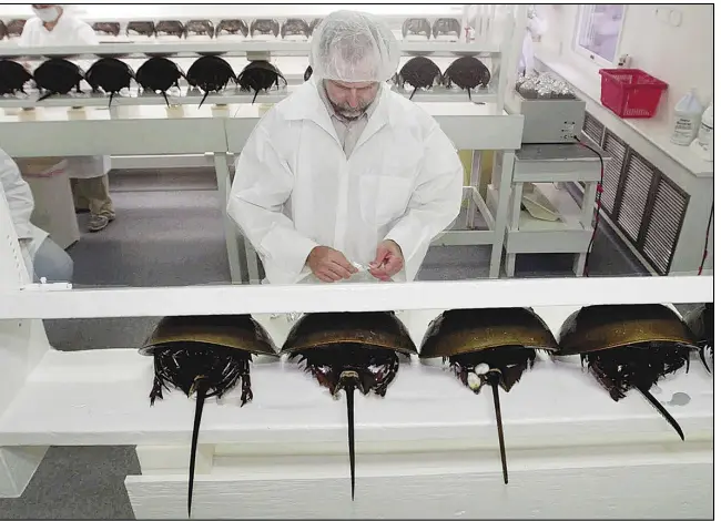  ?? (File Photo/AP/Steve Helber) ?? Technician Tom Bentz prepares a group of horseshoe crabs for bleeding Aug. 1, 2000, at a lab in Chincoteag­ue Island, Va.