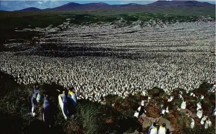  ?? NYT PIX ?? In a photo provided by Henri Weimerskir­ch, a colony of king penguins on the Île aux Cochons, or Pig Island, in 1982, when researcher­s last counted its population. The colony in the remote Crozet archipelag­o was once thought to number 500,000 breeding...