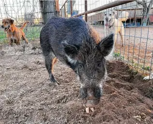  ?? René Guzman / Staff ?? Piggie, a rescued feral pig, digs at Molino de Sueños Animal Rescue and Sanctuary in Bigfoot, southwest of San Antonio. Molino owner Olga Dib is training Piggie to be a therapy animal.