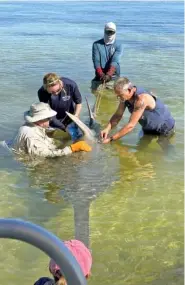  ?? MOTE MARINE LAB VIA AP ?? An 11-foot smalltooth sawfish that showed signs of distress is rescued April 5 by wildlife officials in the Florida Keys.