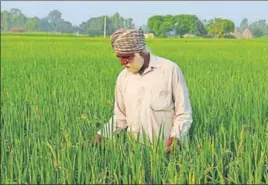  ?? HT FILE ?? Despite fall in total area under paddy, production is expected to touch last year’s 188 lakh tonnes.