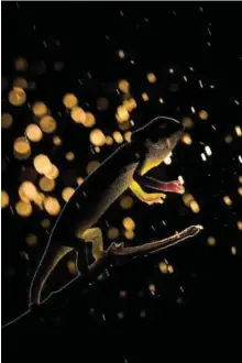  ?? Picture: DEON KELBRICK ?? WATER PRO WINNER Chameleon in the rain: a flapnecked chameleon during a rain shower at night at Londolozi game reserve.