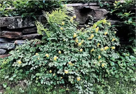  ?? LEE REICH/AP ?? Rock gardens and crevices in stone walls suit corydalis perfectly, as long as the plants are protected from the hot sun.