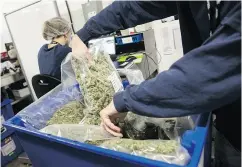  ?? HRIS ROUSSAKIS / BLOOMBERG FILES ?? An employee sorts bags of marijuana for shipment at the Canopy Growth Corp. facility in Smiths Falls, Ont.