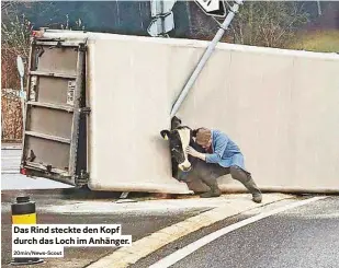  ?? 20min/news-scout ?? Das rind steckte den Kopf durch das Loch im Anhänger.