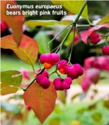  ?? ?? Euonymus europaeus bears bright pink fruits