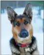  ?? FILE ?? Bella, a German shepherd owned by Debbie Boice of Olivebridg­e, took first place as best-looking pet in the Freeman’s 2017 contest.