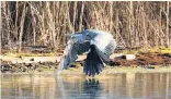  ?? Les Price ?? ●●Grey heron in flight