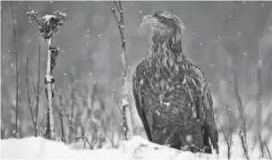  ?? SERGEI GRITS/ASSOCIATED PRESS FILE PHOTO ?? A white-tailed eagle in the forest near the village of Sosnovy Bor, Belarus, in 2015. During the pandemic, the birds flocked to Stora Karlsö, an island off the coast of Sweden, where a protected population of common murres laid its eggs, flushing the smaller birds from their ledges.