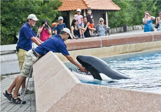  ?? PHOTO D’ARCHIVES GETTY IMAGES ?? Kiska dans son bassin, en train de se faire nourrir par un employé du parc Marineland en Ontario, au mois de juillet 2012.