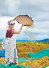  ?? AP FILE ?? ▪ A woman separates grain from the husk in a paddy field in Mayong village on the outskirts of Guwahati.