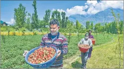  ?? PTI ?? Formers carry strawberri­es in a farm on the outskirts in Srinagar on May 16.