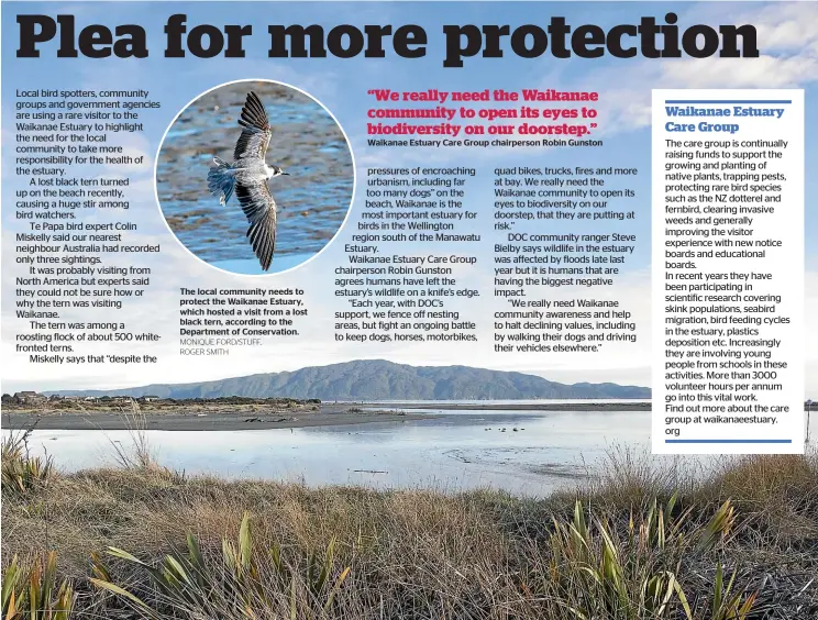  ?? MONIQUE FORD/STUFF, ROGER SMITH ?? The local community needs to protect the Waikanae Estuary, which hosted a visit from a lost black tern, according to the Department of Conservati­on.
Waikanae Estuary Care Group chairperso­n Robin Gunston