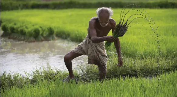  ?? AP ?? A paddy field in the north-eastern Indian state of Gauhati. India banned the export of non-basmati white rice last year after heavy rains affected production