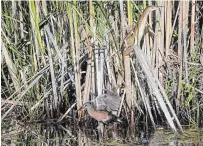  ?? DREW MONKMAN PHOTO ?? A least bittern (above) and Virginia rail near Warsaw.