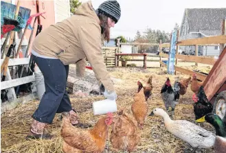  ??  ?? Feeding the chickens and ducks is a daily chore on the Yellow Brick Road Farm for Jennifer Spencer and her family.