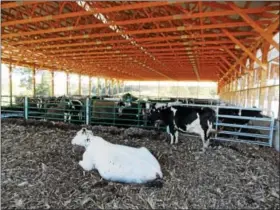  ?? LISA MITCHELL - DIGITAL FIRST MEDIA ?? New shade structure with a roof at B.A.D. Farm in Kempton.