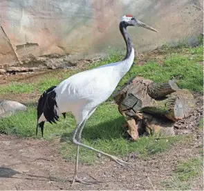  ?? BARBARA J. PERENIC/COLUMBUS DISPATCH ?? Red-crowned cranes were among the animals being observed by researcher­s during the total solar eclipse at the Columbus Zoo and Aquarium on Monday afternoon.