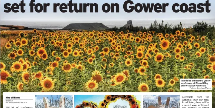  ?? Picture: Jonathan Myers ?? The fields of beautiful yellow sunflowers at Rhossili Bay on the Gower Peninsula.