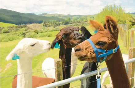  ?? MARY ANN ANDERSON/TNS PHOTOS ?? Nirvana, Nella and Musty are resident alpacas at Nevalea Alpacas, the largest alpaca farm in New Zealand.