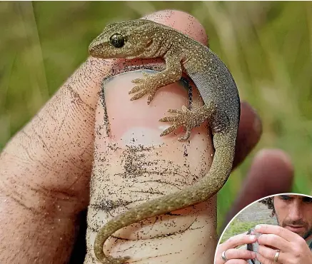  ??  ?? A juvenile Muriwai gecko looks fragile so it’s no surprise they’re under threat. Right, herpetolog­ist Dylan vanWinkel and, below, Auckland Zoo head of life sciences Richard Gibson.