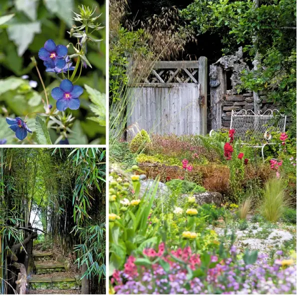  ??  ?? BOLD PLANTING (clockwise from above left) The intense blue of Anagallis monellii ‘Skylover’; a pretty bench overlooks the cottage-style planting; rocks in the beds, paths and walls evokes the craggy Cornish landscape, leading to a stone sculpture focal...