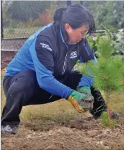 ?? Photos by Matthew Liebenberg ?? Above left: Stark &amp; Marsh volunteer Joy Tian adds some soil around a tree planted at the Janie and Helen Rempel community garden. Above right: Volunteers plant indigenous trees and shrubs at a Swift Current Creek Watershed Stewards site on Connaught Drive.