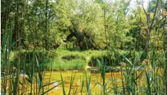  ?? Foto: Landratsam­t Neuburg Schrobenha­usen ?? Die Auwälder entlang der Donau sind einer von zwei Kandidaten für einen dritten bayerische­n Nationalpa­rk.