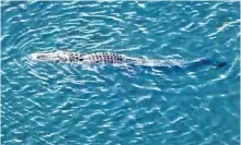  ?? WPLG-LOCAL 10/COURTESY ?? A gator is seen swimming at Silver Lakes Rotary Nature Park, which will be closed until further notice after a woman disappeare­d there Friday.