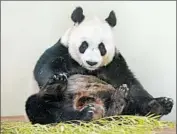  ?? RUSSELL CHEYNE/REUTERS PHOTO ?? Tian Tian, 10, has created a buzz at the Edinburgh Zoo in Scotland after showing signs of being pregnant.