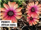  ??  ?? PERKY: African daisy