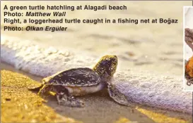  ?? Olkan Ergüler ?? A green turtle hatchling at Alagadi beach Photo: Matthew Wall Right, a loggerhead turtle caught in a fishing net at Bogaz Photo: