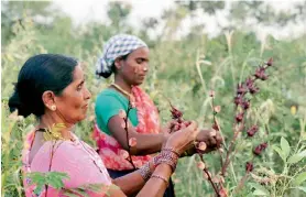  ??  ?? Women harvesting Jamaican rosella at the Aranya permacultu­re farm in Bidakkane, Telangana