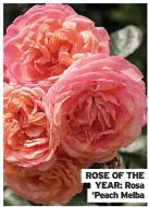  ?? ?? ROSE OF THE YEAR: Rosa ‘Peach Melba