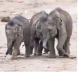  ?? FOTO: FELLER ?? Ein echtes Dreigestir­n bildet die Rüsselband­e im Kölner Zoo.