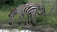  ??  ?? Zebras im Ngorongoro-Gebiet in Tansania. Den Besuchern bietet sich ein einmaliges Naturerleb­nis.